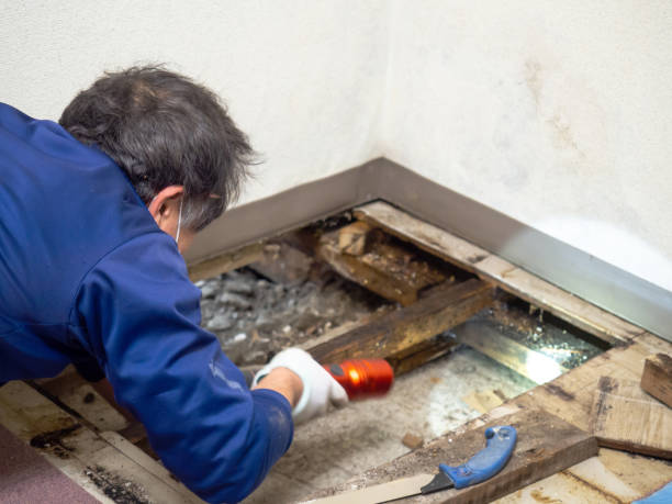 Best DIY Mold Remediation in Brinkley, AR